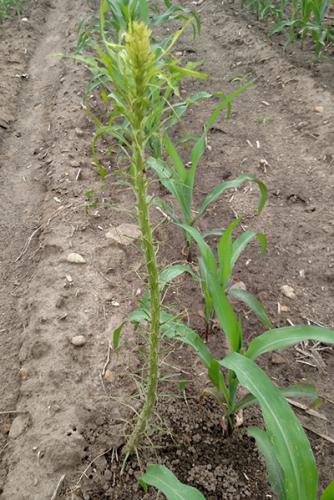 horseweed plant stripped clean