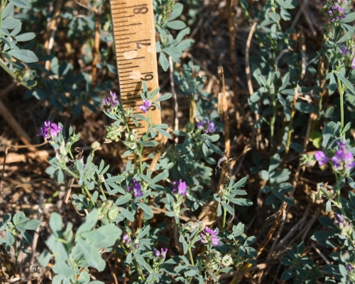 This drought-stunted alfalfa plant has already set seed with stems less than six inches tall at the normal time for second cutting.