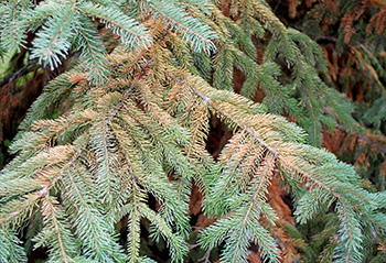 What is spruce decline and what should you do about it? - Christmas Trees