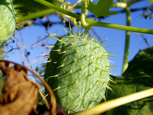 Wild cucumber