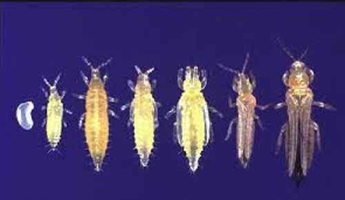 Thrips life stages