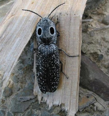 eye click beetle