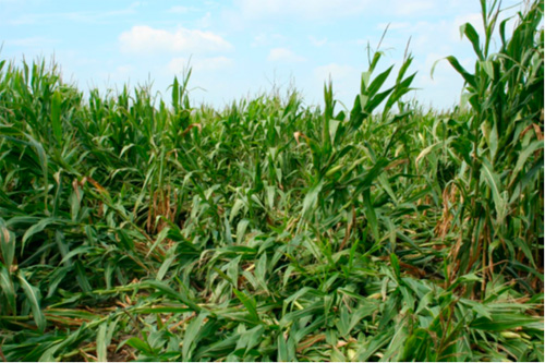 Corn lodged in a 2013 field
