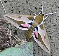 Spurge hawk moth adult