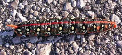 Spurge hawk moth caterpillar