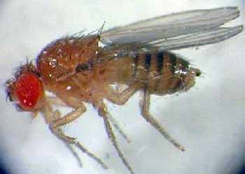 How to get rid of fruit flies in your home - MSU Extension