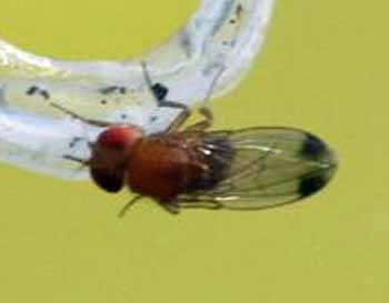Spotted wing Drosophila