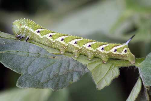 Tomato hornworm