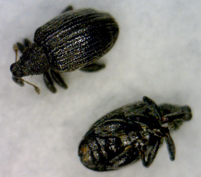 Apple flea weevil adults