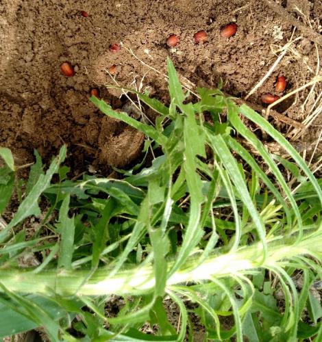 Asiatic garden beetle aduts