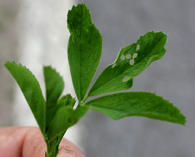 Early instar alfalfa weevil larval tip feeding injury