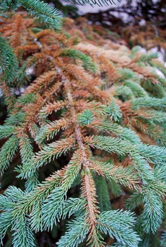 Needles on White Pine Trees Turning Yellow - The Mill - Bel Air