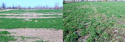 Alfalfa growth