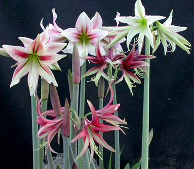 Amaryllis