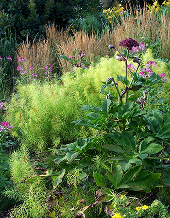 Amsonia during late summer