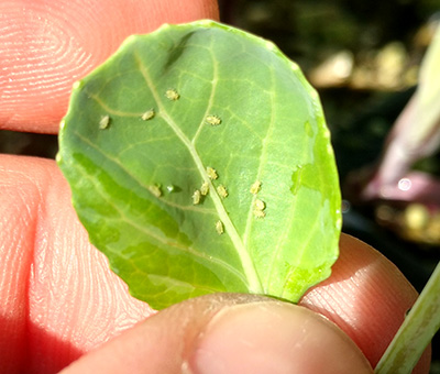 Aphids on Jade Brussels sprout