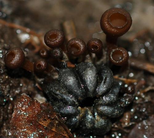 Apothecia