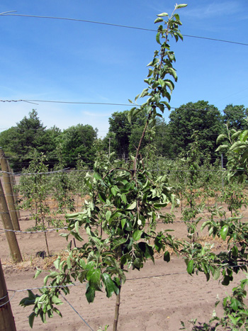 2-year old apple tree