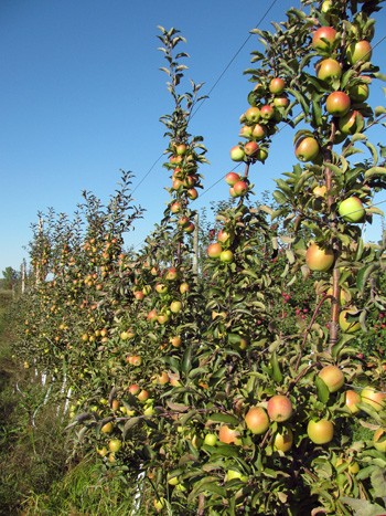 Apple tree balance