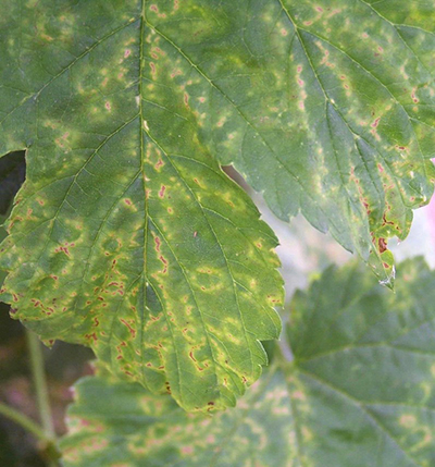 Apple mosaic virus