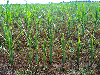 Armyworm damage