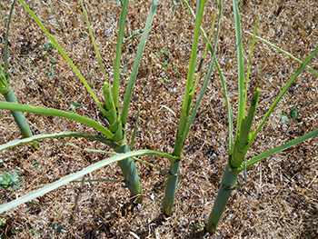 Armyworm damage