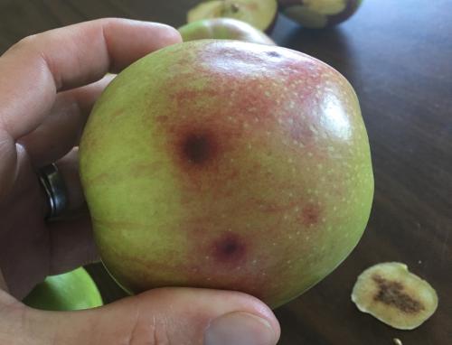 BMSB damage to apple