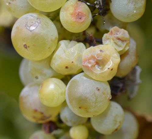 Shriveled grapes from brown marmorated stink bugs