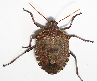 Brown marmorated stink bug