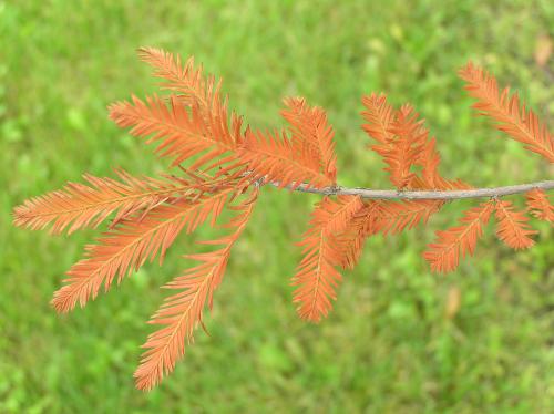 Baldcypress