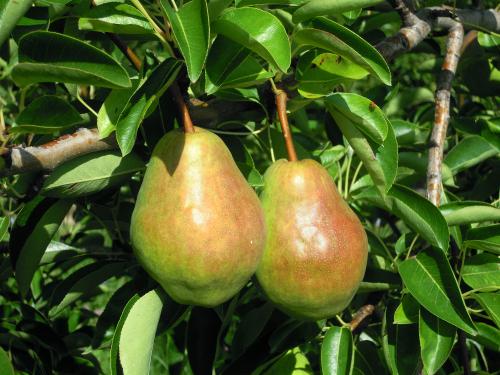 Barlet pears