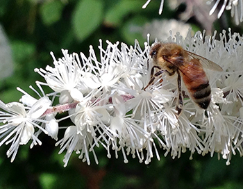 Bee on snakeroot