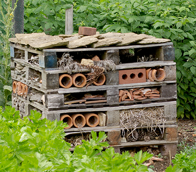 Pollinator habitat