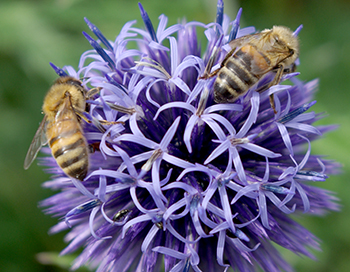 Bees on globe thistle