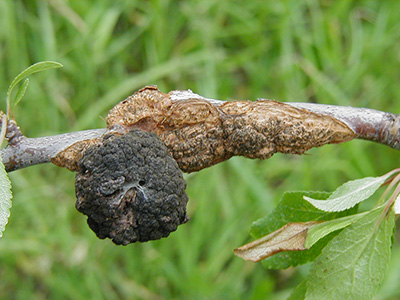 Black knot growth