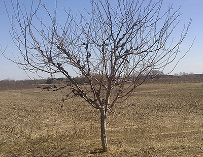 Black knot tree