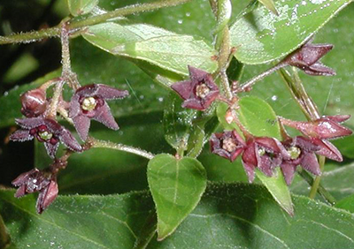 black swallow-wort