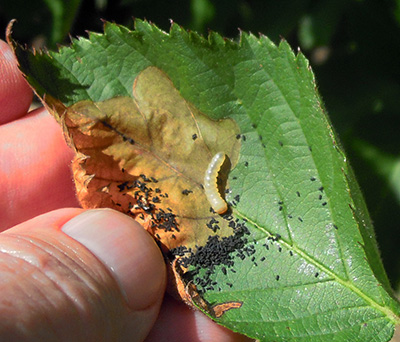 Blackberry leafminer