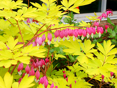 Bleeding heart plant