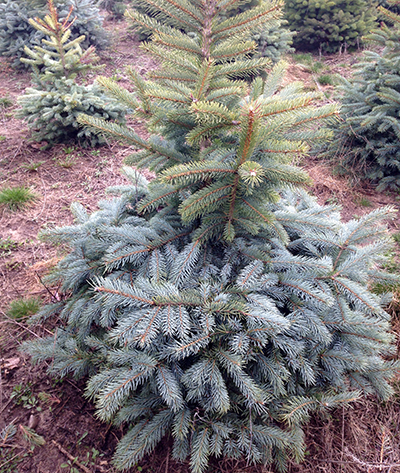 Winter injury above snow line on blue spruce