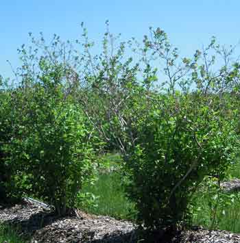 Winter damage on blueberries