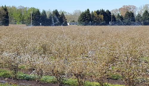 Blueberry overhead sprinklers