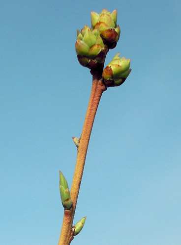 Bluecrop blueberry development