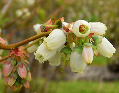 Blueberry bloom