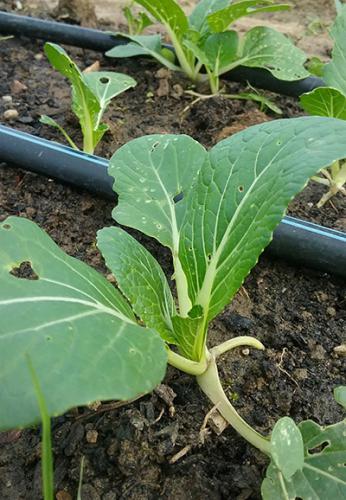 flea beetle on Bok Choy