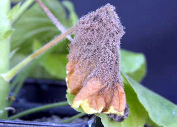 Botrytis blight