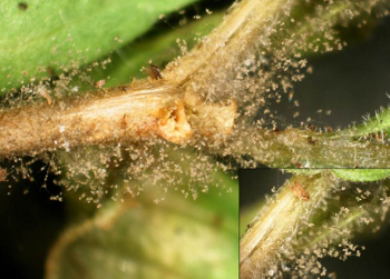 Botrytis sporulation close up