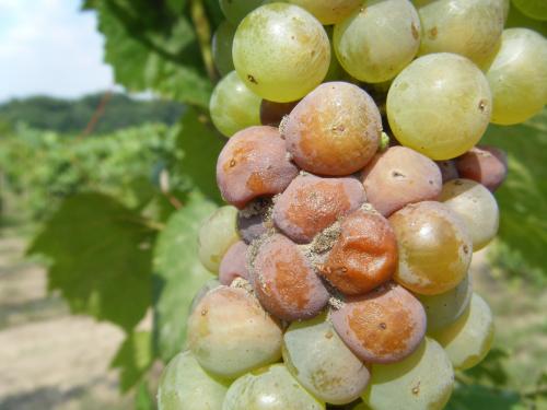 Botrytis bunch rot