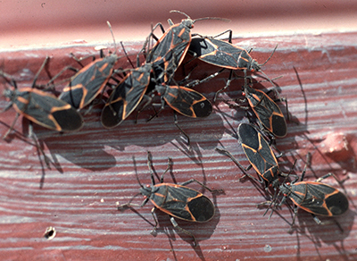 Boxelder bugs