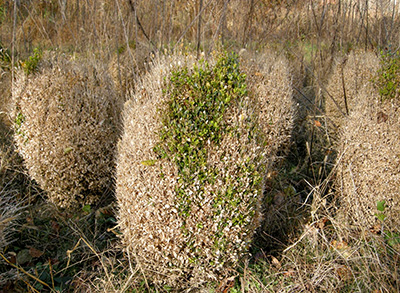 Peronospora di bosso su piante di bosso